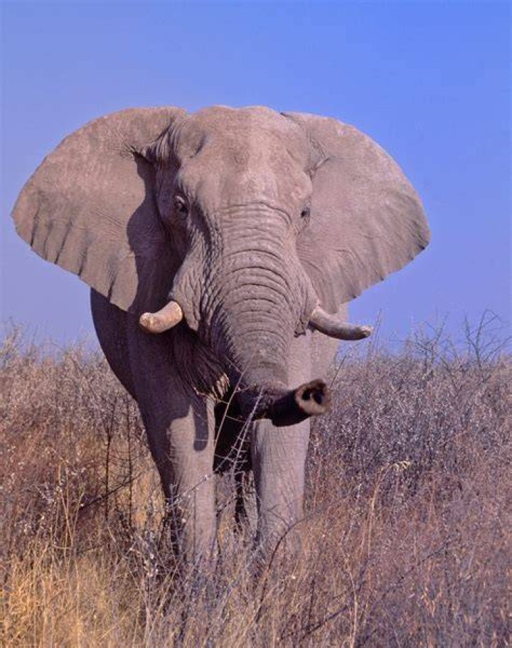 African Elephant