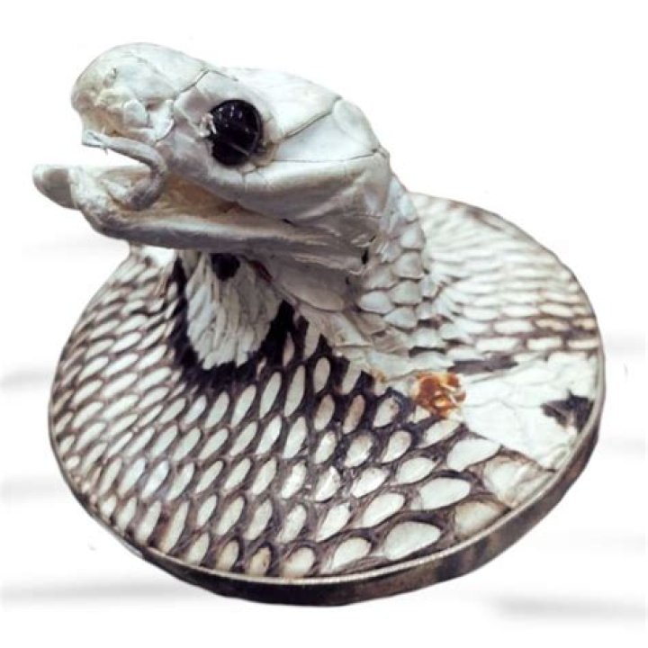 Mummified Cobra