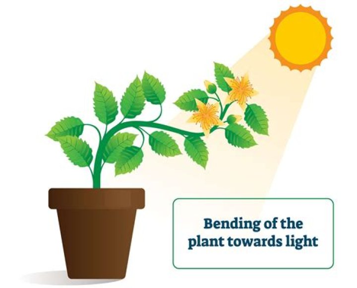 Plant Response Bright
