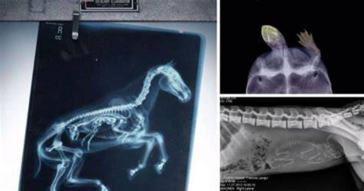 Unbelievable X-Rays