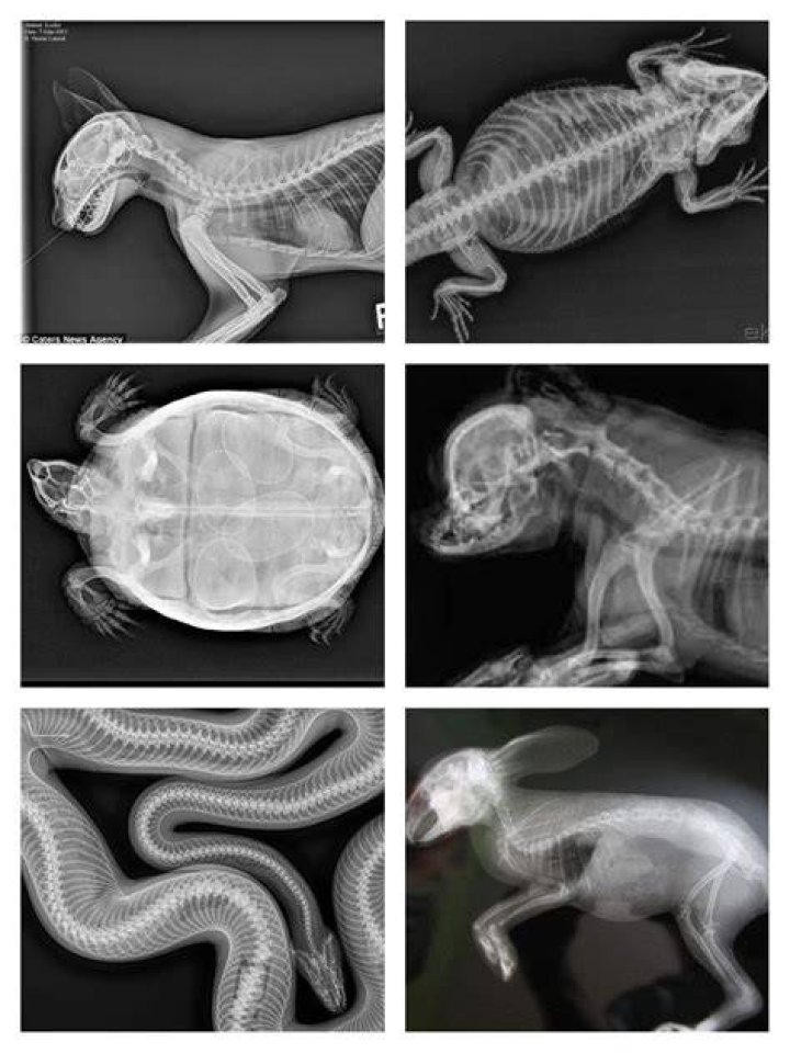 weirdest x-rays toe bullet